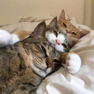 ​宠物猫选择主人是有要求的！没有你们想象的那么简单