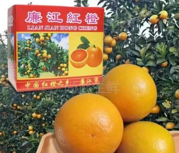 ​水果之乡-湛江的特产水果分享