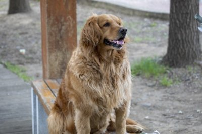​大型犬