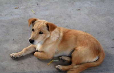 ​中华田园犬在多地被禁养，那么它应该去哪里？网友：太讽刺了