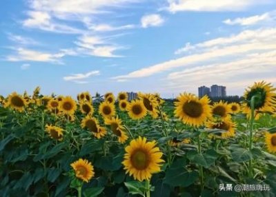 河北沧州特色美食