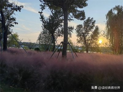 ​粉黛乱子草