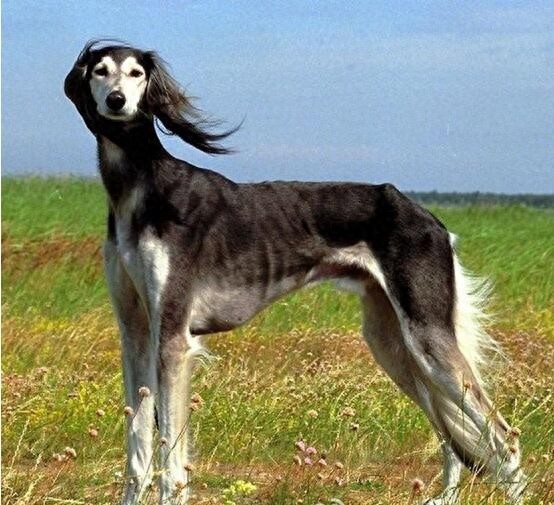 被神话了的中国第一神犬：二郎神的哮天犬