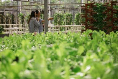 ​人间四月天，来都市菜园能采什么菜呢？