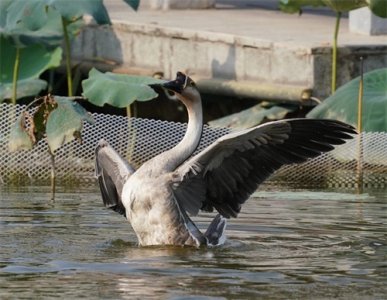 ​养一只鹅能带来多少利润？—养殖成本、收益与风险分析