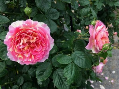 ​月季品种“彩蝶”粉黄相间的条纹，长势好，抗病强，开花不断