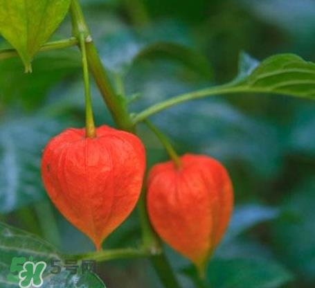 红姑娘怎么泡蜂蜜 红姑娘泡蜂蜜的功效 红姑娘怎么泡蜂蜜 红姑娘泡蜂蜜的功效