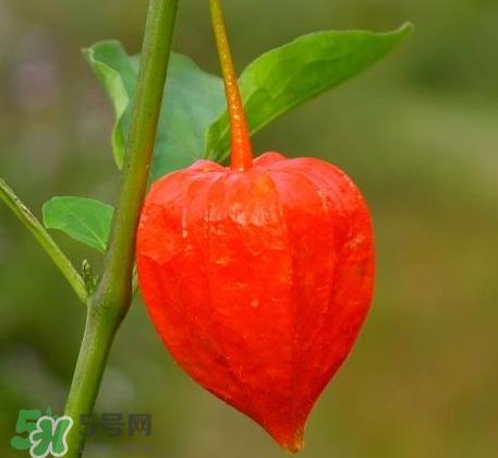 红姑娘怎么泡蜂蜜 红姑娘泡蜂蜜的功效 红姑娘怎么泡蜂蜜 红姑娘泡蜂蜜的功效