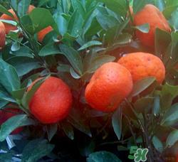 桔子籽的功效与作用 橘子籽的功效与作用 桔子籽的功效与作用 橘子籽的功效与作用