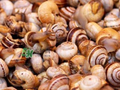 ​海螺多少钱一斤 海螺要煮多长时间