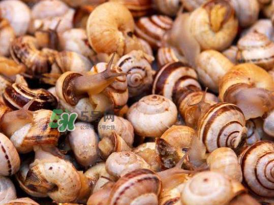 海螺多少钱一斤 海螺要煮多长时间 海螺多少钱一斤 海螺要煮多长时间