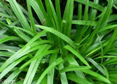 麦冬什么时候种植 3月下旬到4月下旬之间