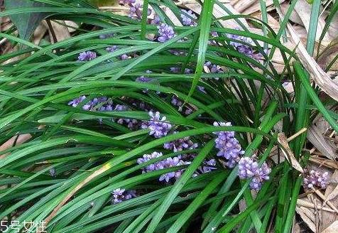 麦冬什么时候种植 3月下旬到4月下旬之间