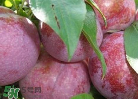 双华李怎么吃不酸？双华李不能和什么一起吃？