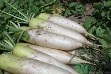 白萝卜能放冰箱吗？白萝卜能冷冻保存吗？