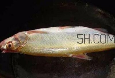 ​刁子鱼是什么鱼？刁子鱼是翘嘴鲌吗