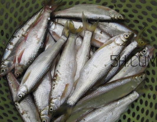 刁子鱼是什么鱼？刁子鱼是翘嘴鲌吗