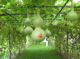 六月份可以种葫芦吗？葫芦几月份种？