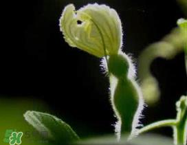 六月份可以种葫芦吗？葫芦几月份种？