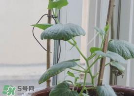 六月份可以种葫芦吗？葫芦几月份种？