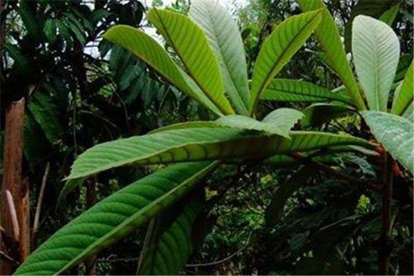 枇杷叶煮水能过夜喝吗 枇杷叶怎么保存时间长