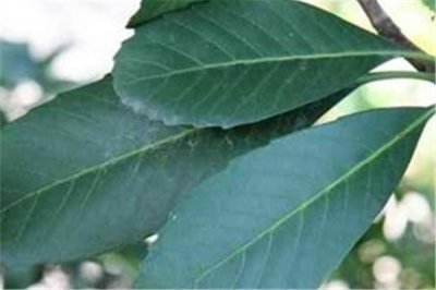 ​枇杷叶煮水能过夜喝吗 枇杷叶怎么保存时间长