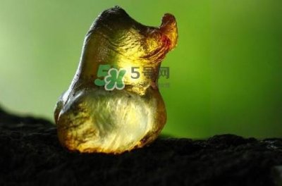 ​桃胶几月份可以采摘？桃胶几岁小孩能吃