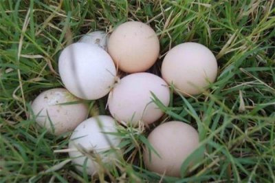 ​土鸡蛋一天吃几个合适 土鸡蛋可以生吃吗