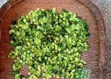 榆钱需要焯水吗?榆钱为什么要焯水?