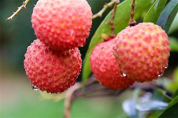 荔枝含糖高吗 荔枝糖尿病人可以吃吗