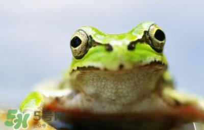 ​青蛙有毒吗？青蛙有寄生虫吗