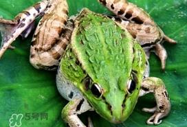 青蛙有毒吗？青蛙有寄生虫吗