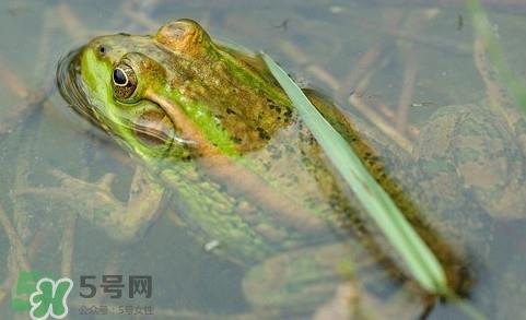 青蛙有毒吗？青蛙有寄生虫吗