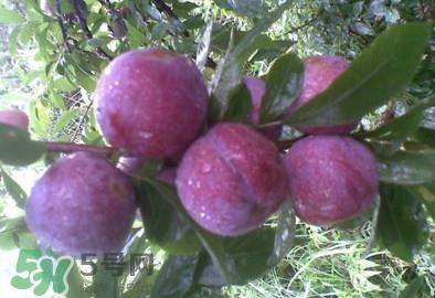 三华李是酸性还是碱性？三华李是不是碱性水果