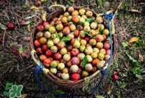 三华李是酸性还是碱性？三华李是不是碱性水果