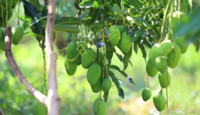 鸡蛋芒果的功效与作用 鸡蛋芒上市时间