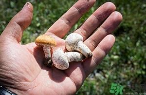 口蘑变黑还能吃吗?口蘑变黑有毒吗?