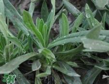 面条菜怎么保存时间长?面条菜怎么保存不变坏?