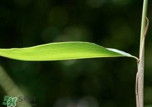 箬叶和粽叶有什么区别?箬叶是粽叶吗? 箬叶和粽叶有什么区别?箬叶是粽叶吗?