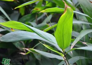 箬叶和粽叶有什么区别?箬叶是粽叶吗? 箬叶和粽叶有什么区别?箬叶是粽叶吗?