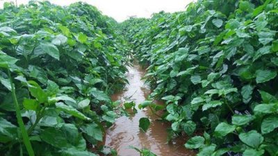 ​血通菜有哪些作用 血通菜哪里有