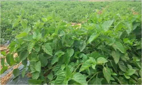 血通菜有哪些作用 血通菜哪里有 血通菜有哪些作用 血通菜哪里有