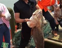 金钱鳘值多少钱?金钱鳘鱼胶功效 金钱鳘值多少钱?金钱鳘鱼胶功效