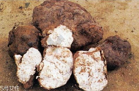 茯苓为什么是苦的 茯苓味辛苦平 茯苓为什么是苦的 茯苓味辛苦平