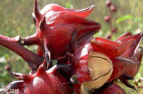 洛神果的功效与禁忌 洛神果的吃法 洛神果的功效与禁忌 洛神果的吃法