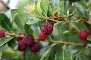 云南杨梅什么时候成熟?云南杨梅哪里产的 云南杨梅什么时候成熟?云南杨梅哪里产的