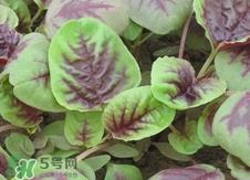 红苋菜是发物吗?红苋菜孕妇可以吃吗?