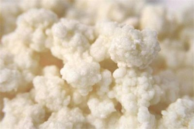 ​雪莲菌是什么 雪莲菌的功效与作用