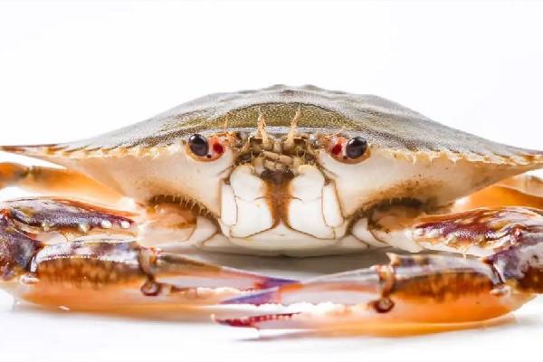 三眼蟹怎么处理干净 三眼蟹可以冷冻保存吗 三眼蟹怎么处理干净 三眼蟹可以冷冻保存吗