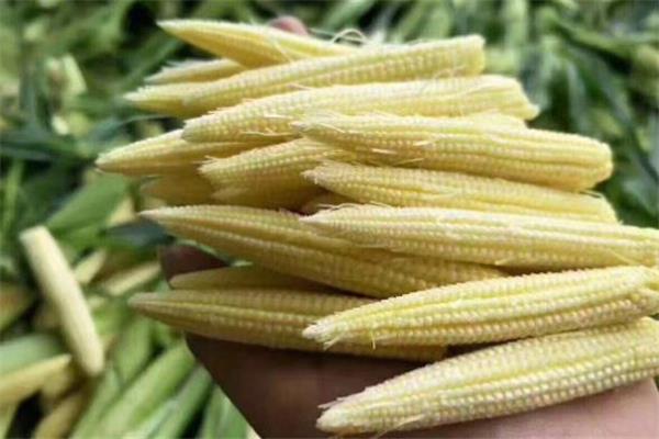 玉米笋是玉米吗 玉米笋是整个吃吗 玉米笋是玉米吗 玉米笋是整个吃吗